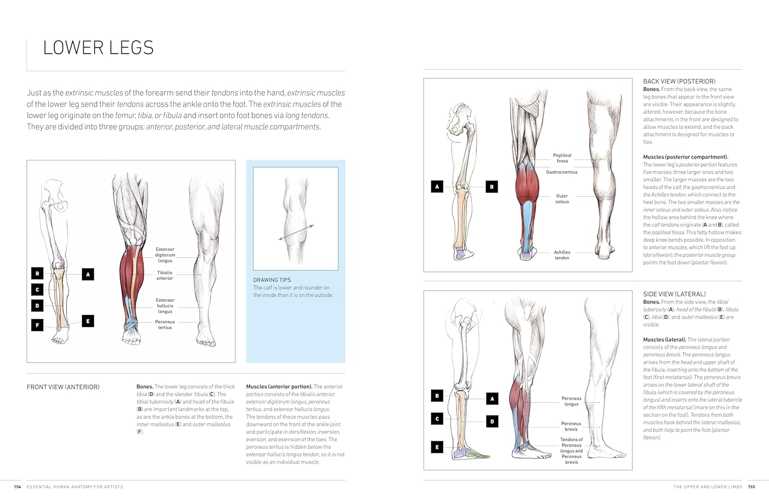Essential Human Anatomy For Artist