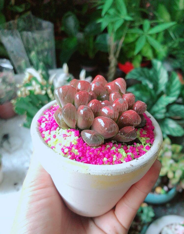 Chậu Cây Kim Cương Copi Màu Đỏ