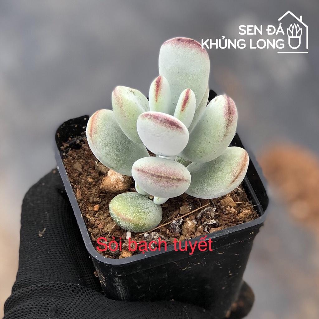 Sen Đá Sỏi Bạch Tuyết - Cotyledon Orbiculata CV