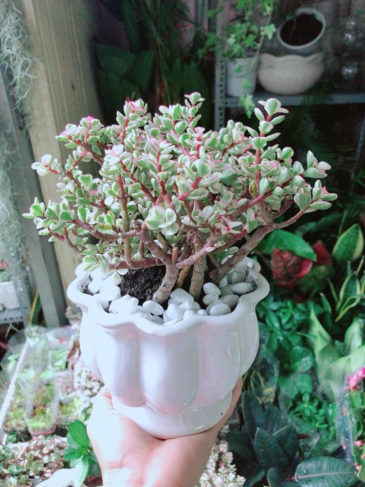 Chậu Cây Cành Vàng Lá Ngọc