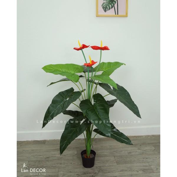 CÂY HOA HỒNG MÔN CAO 120CM - LC2373