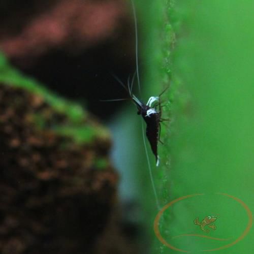 Bộ mầm kích tảo xanh nuôi cá tép đánh rêu xanh bể cá tép sula