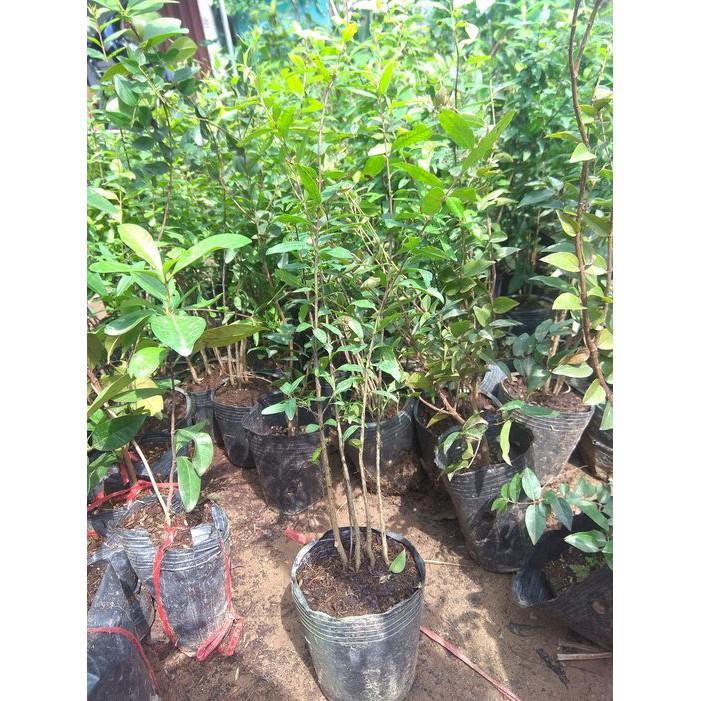 Cây giống Lựu Trắng