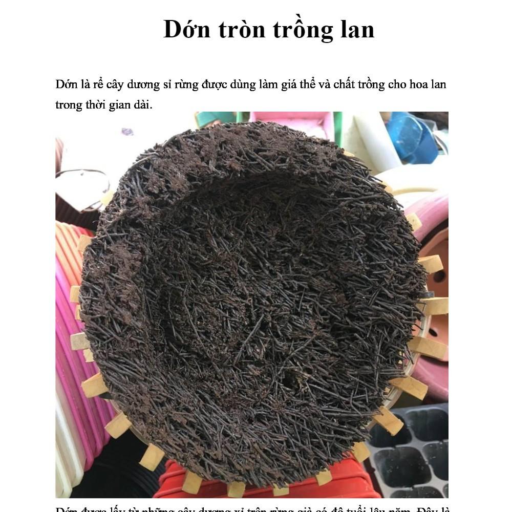Dớn Đĩa Ghép Lan  - Đã Qua Xử Lý
