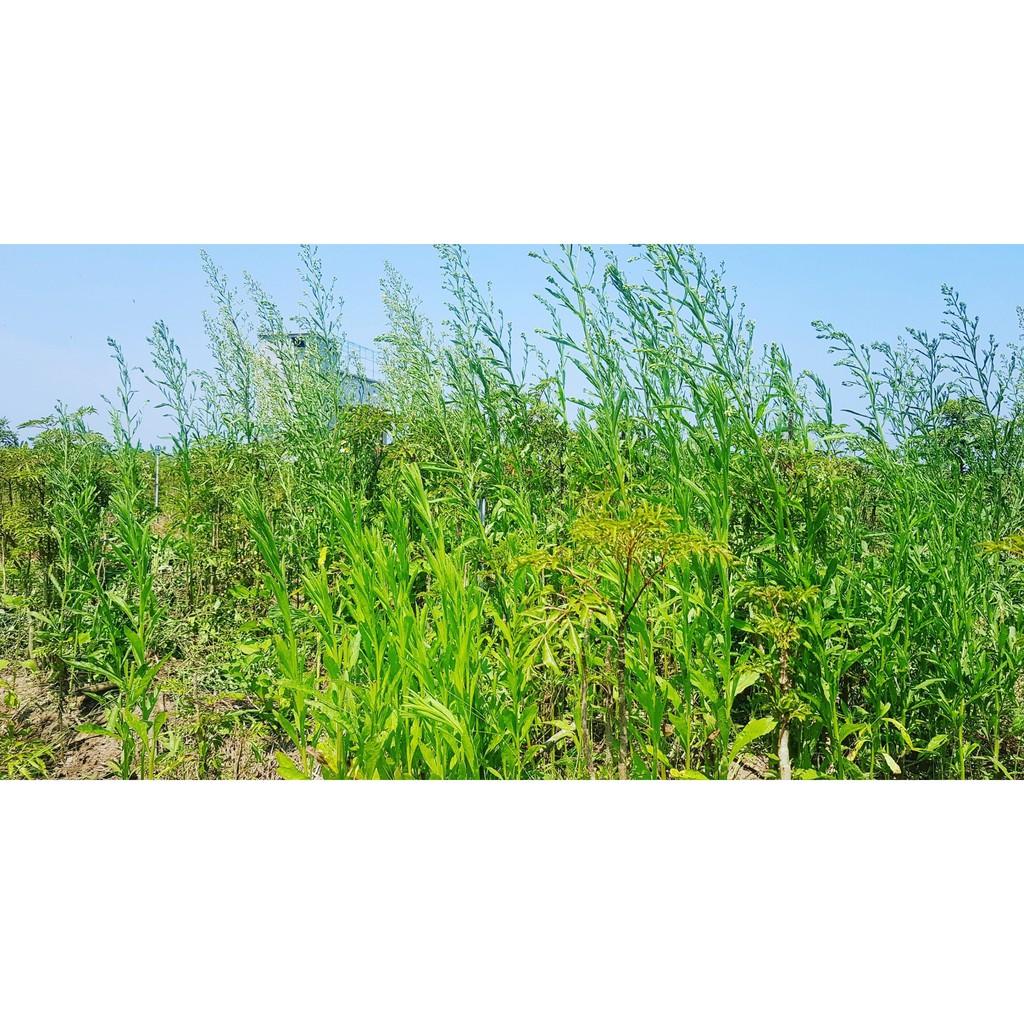 CHUẨN Cây Ngải Dại - cây giống