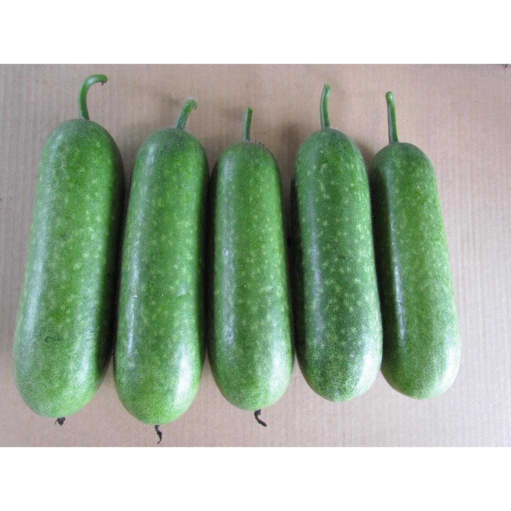 Hạt Giống bí đao chanh lai F1 - Agri Wax Gourd 666