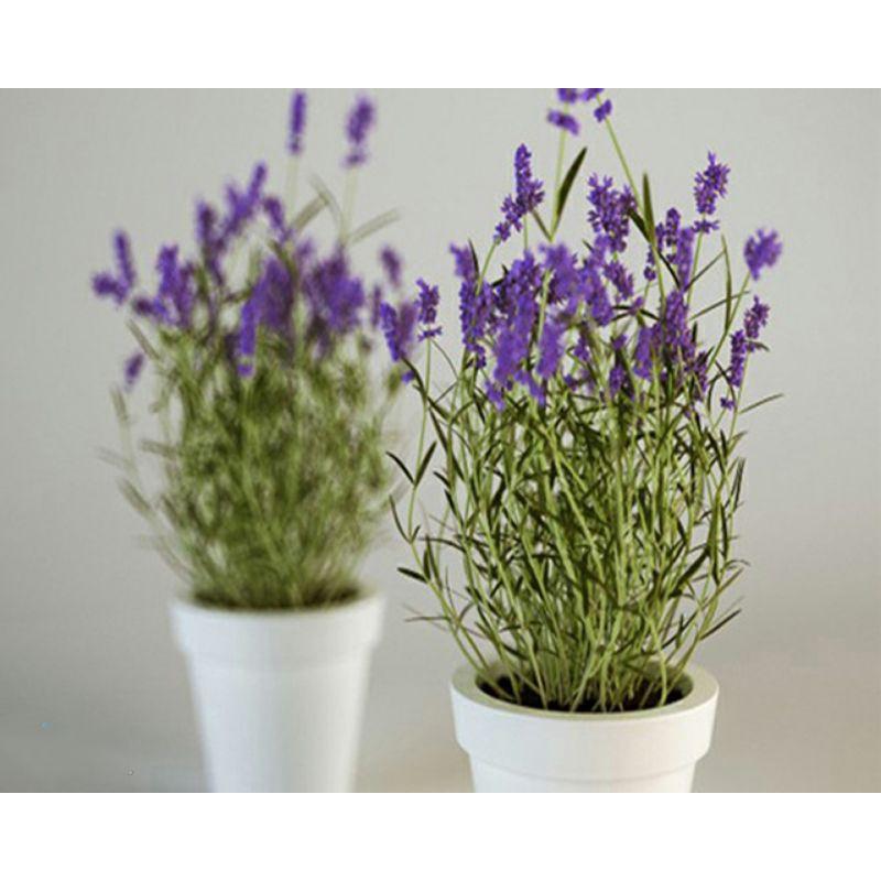 Hạt Giống Hoa Lavender - Hoa Đẹp- Nảy Mầm Tốt - Cây Cảnh - Cây Phong Thủy - Cây Để Bàn- Cây Văn Phòng - Mộc Miên Garden