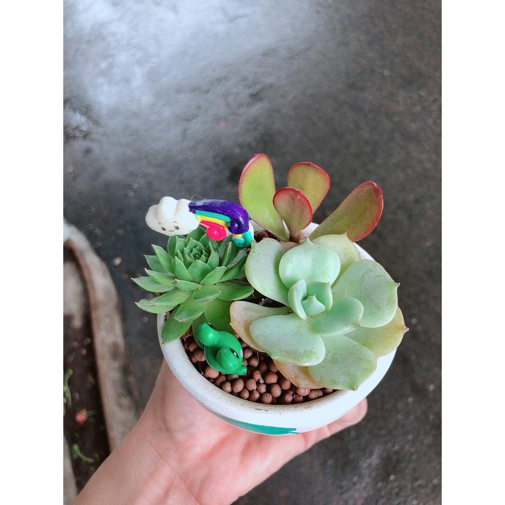 Chậu sen đá tiểu cảnh 9