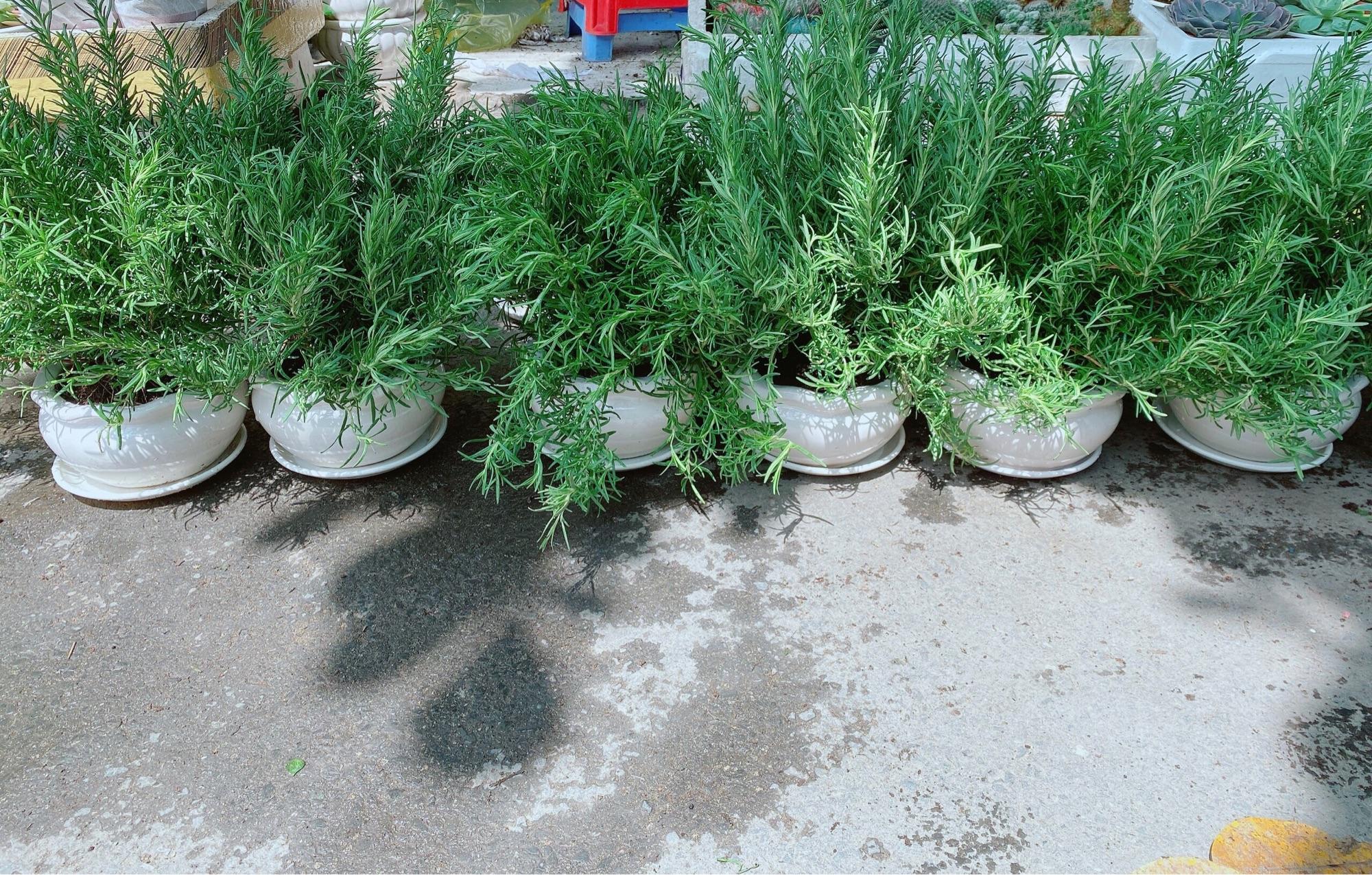 Chậu Hương Thảo, hương thơm ngát