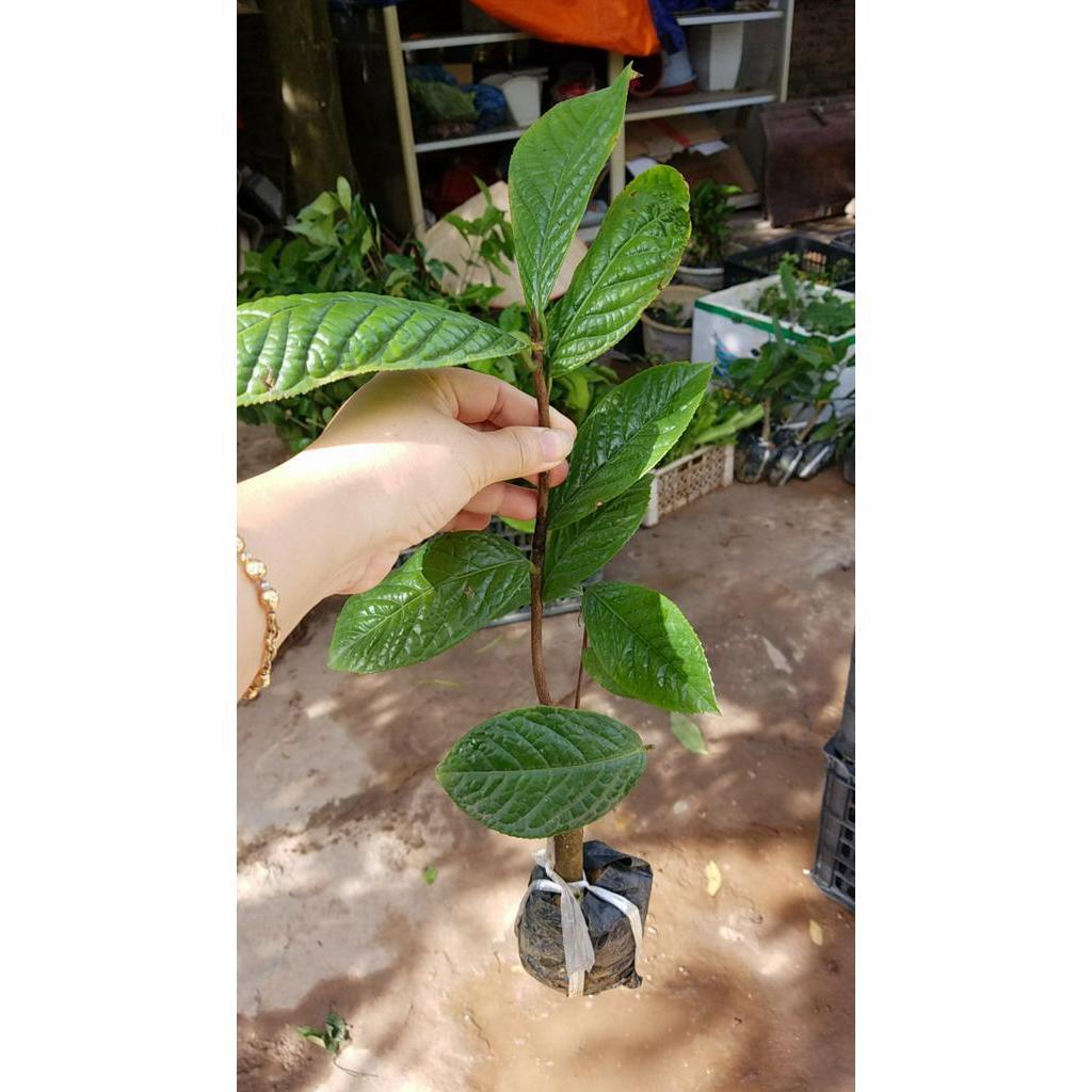 Trà hoa vàng - Cây trong bầu khỏe mạnh