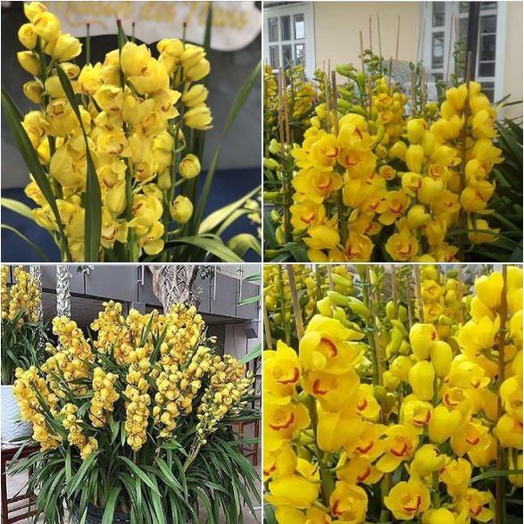 20 củ hoa huệ mưa,hoa tóc tiên màu hồng