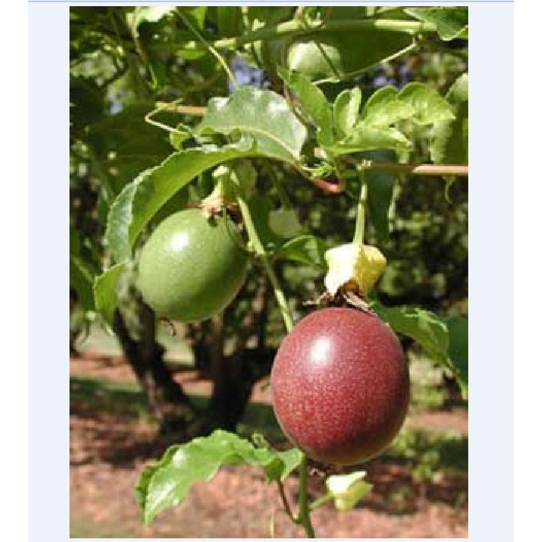 Combo 2 gói Hạt giống chanh dây tím chanh leo tím dể trồng f1- gói 20 hạt-tặng kèm gói phân bón