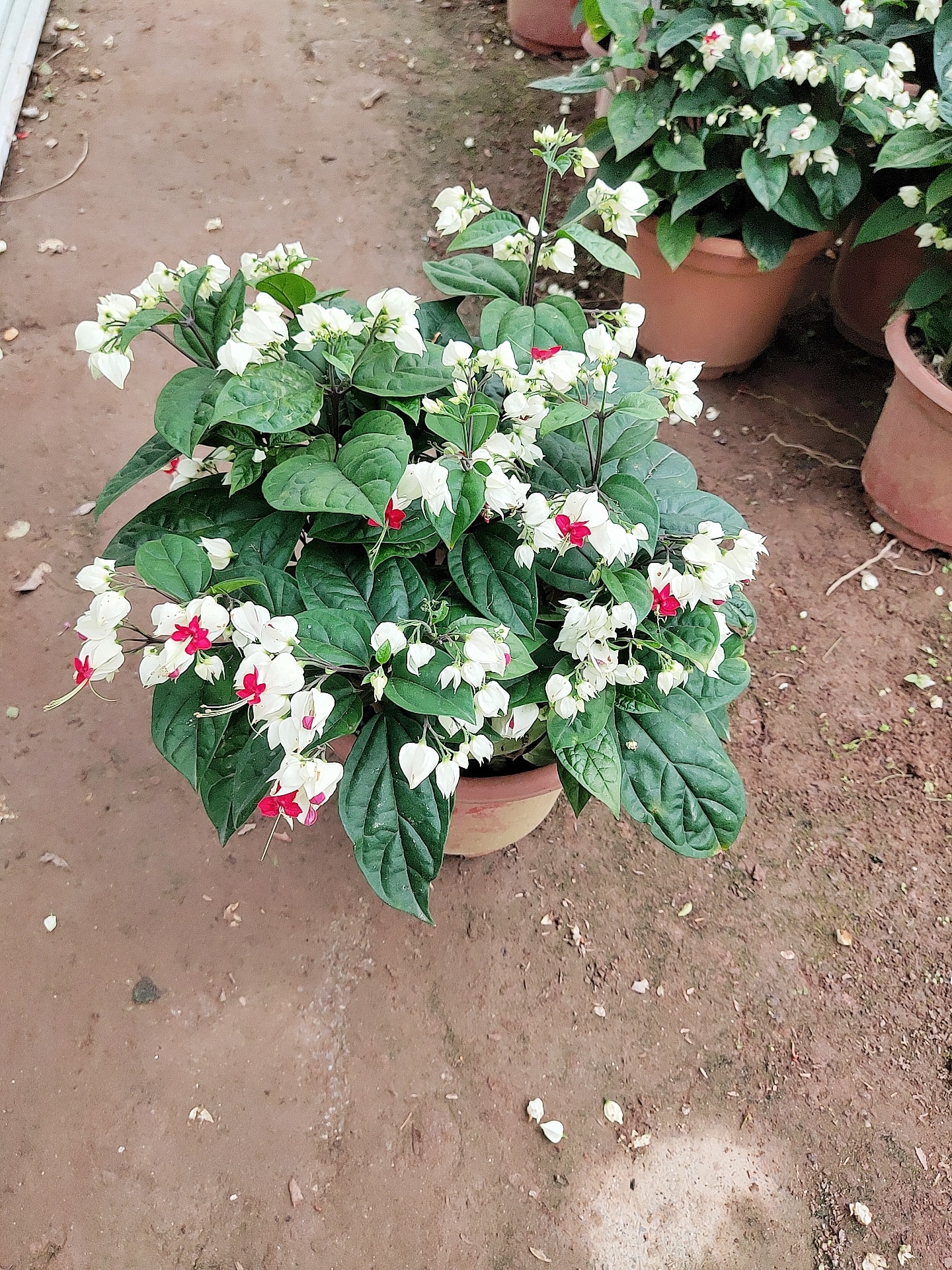 Cây ngọc nữ trồng chậu nhựa cao 25-30cm, cây hoa nở quanh năm, phát triển cực tốt, trồng trang trí sân vườn và ban công