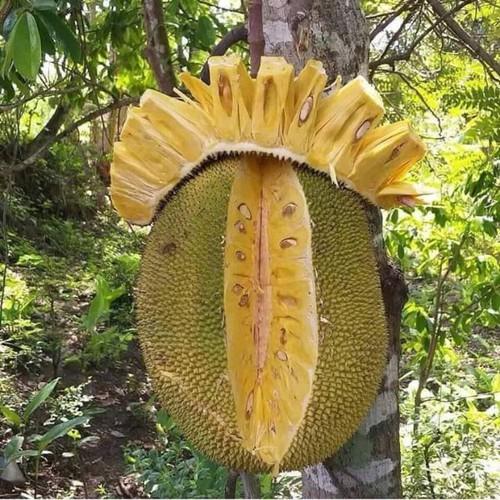 Cây giống mít thái siêu sớm