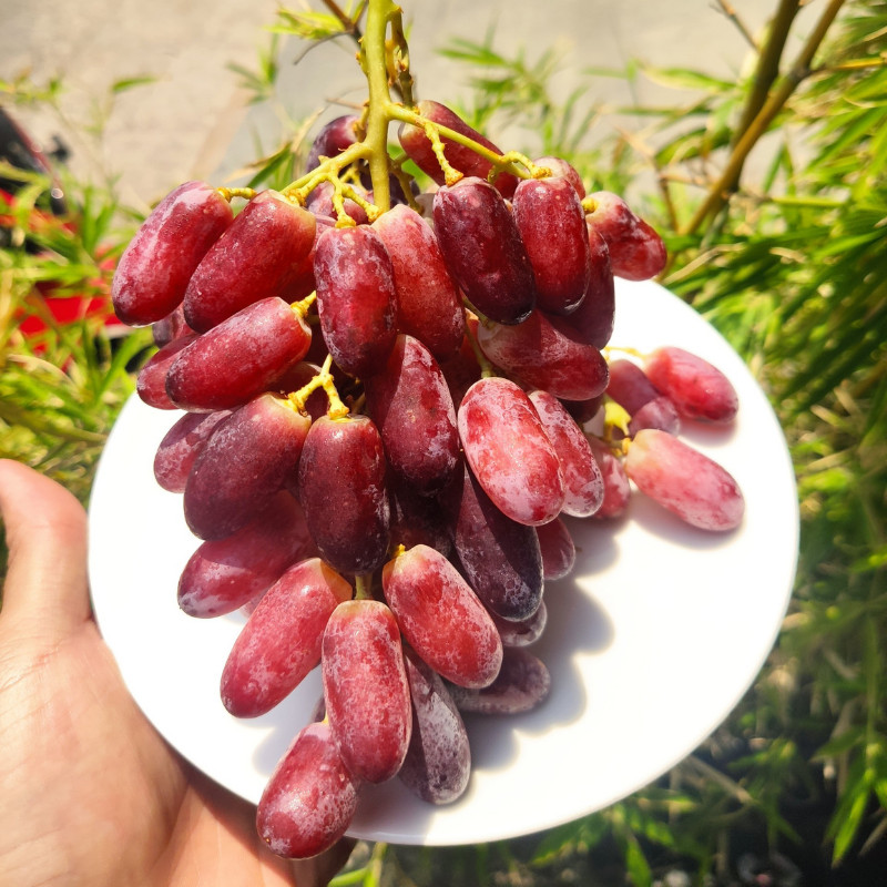 - Nho đỏ không hạt nhập khẩu - 500gr