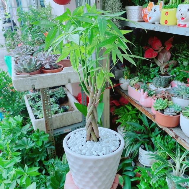 Chậu Kim Ngân Thắt Bính