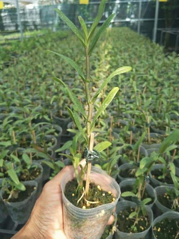 Hoa phong lan châu như lưỡi bệt cực đẹp