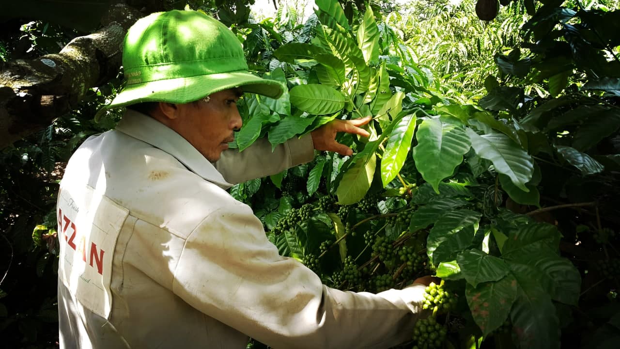 AZZAN FINE ROBUSTA 250g - Cà phê đặc sản, hạt rang hương vị đậm đà, thơm ngon tròn vị