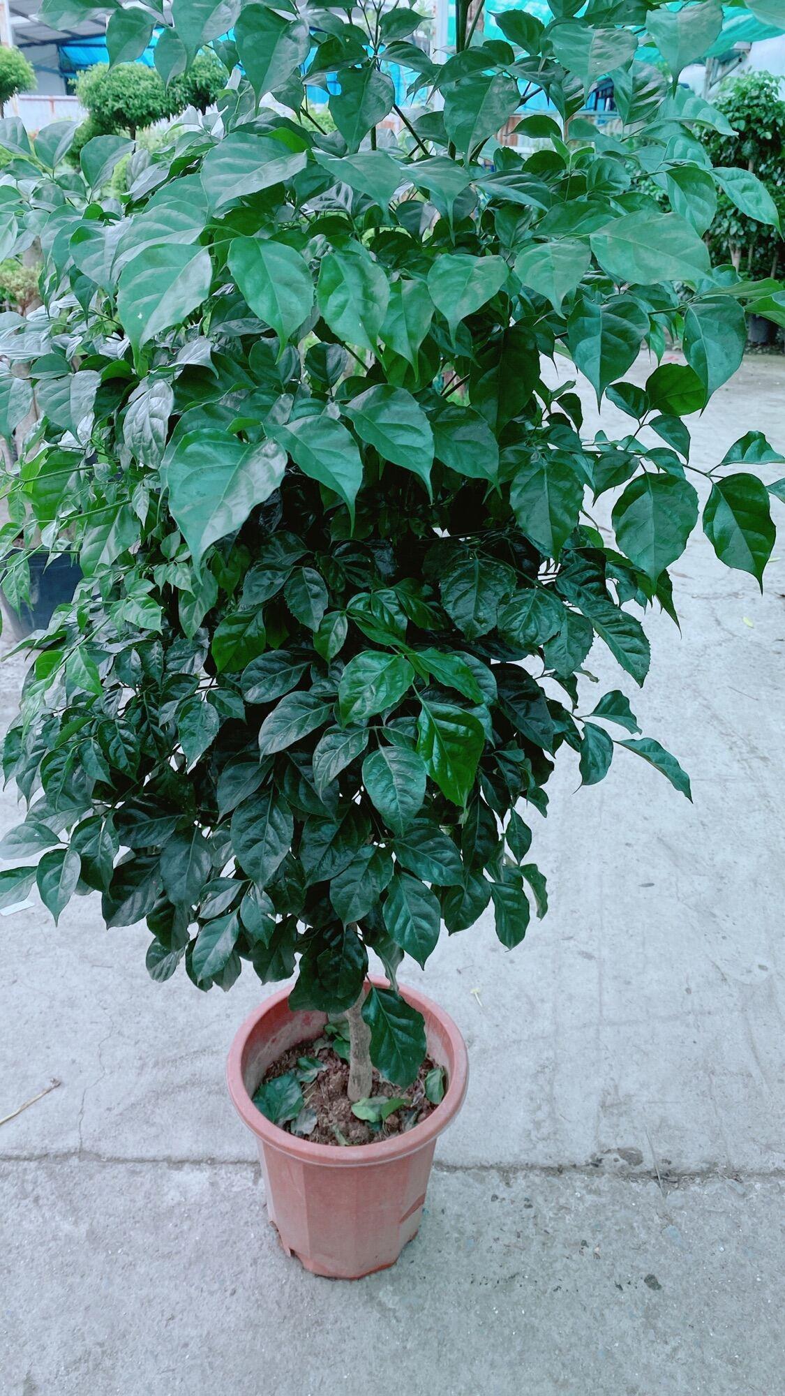 Cây Hạnh Phúc Lớn