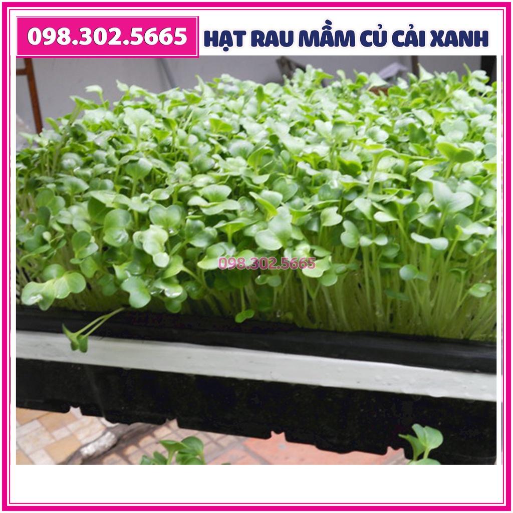 Hạt rau mầm rau Củ cải Trắng - gói 100g - Hạt chất lượng tốt, nảy mầm đều