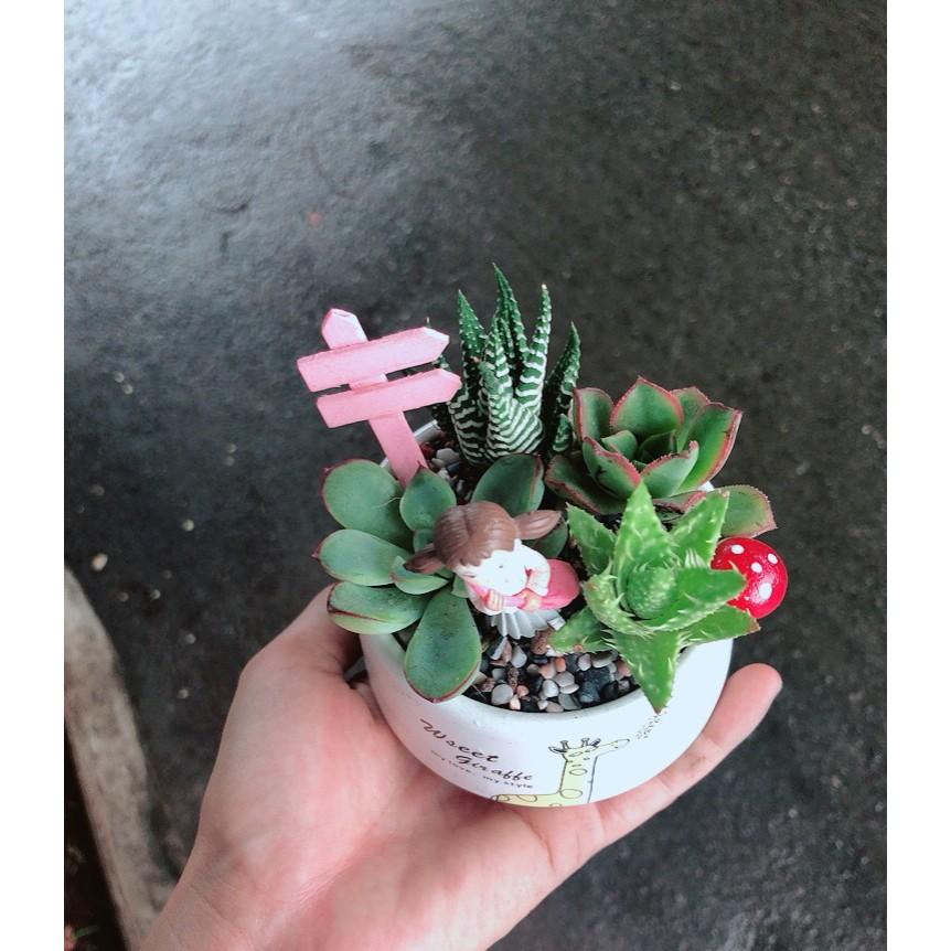 Chậu sen đá tiểu cảnh