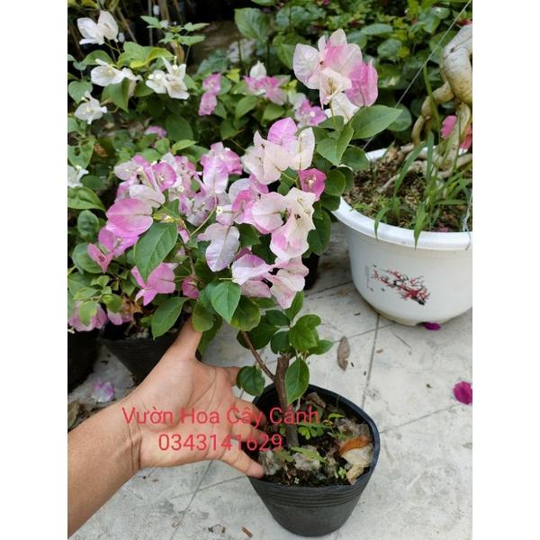 Cây hoa giấy phớt hồng thái