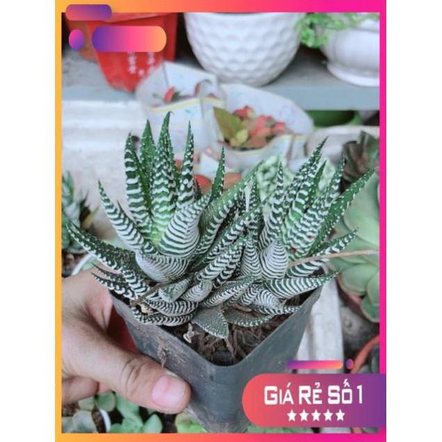 Chậu Móng Rồng