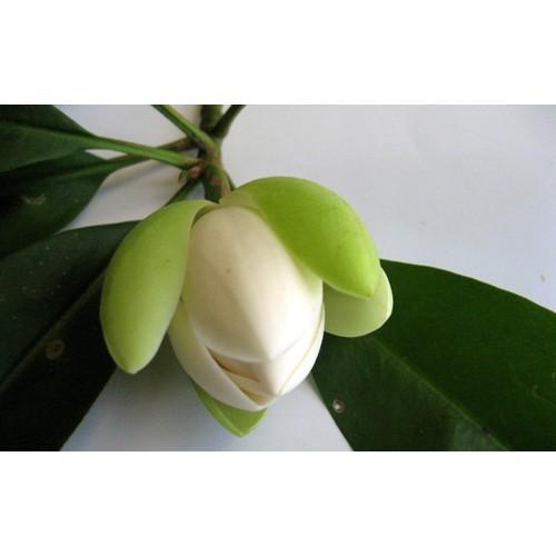 NGUYÊN CHẬU CÂY HOA DẠ HỢP  TRẮNG TINH KHÔI, THƠM DỊU DÀNG -