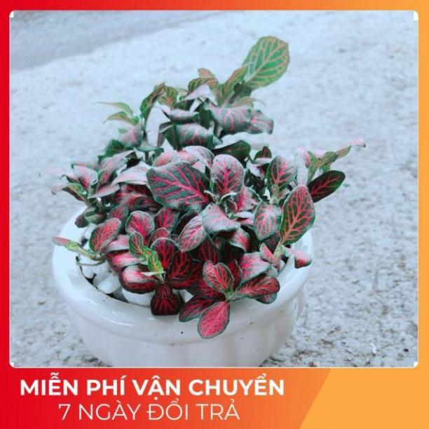 Chậu Cẩm Nhung Đỏ