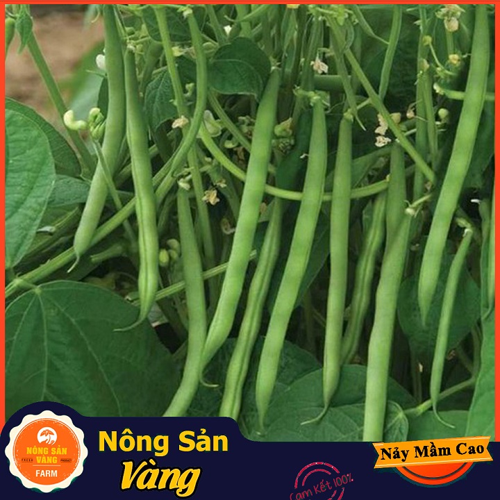 Hạt giống Đậu Cove Bụi Lùn ( Gói 10 Gram ) - Nông Sản Vàng