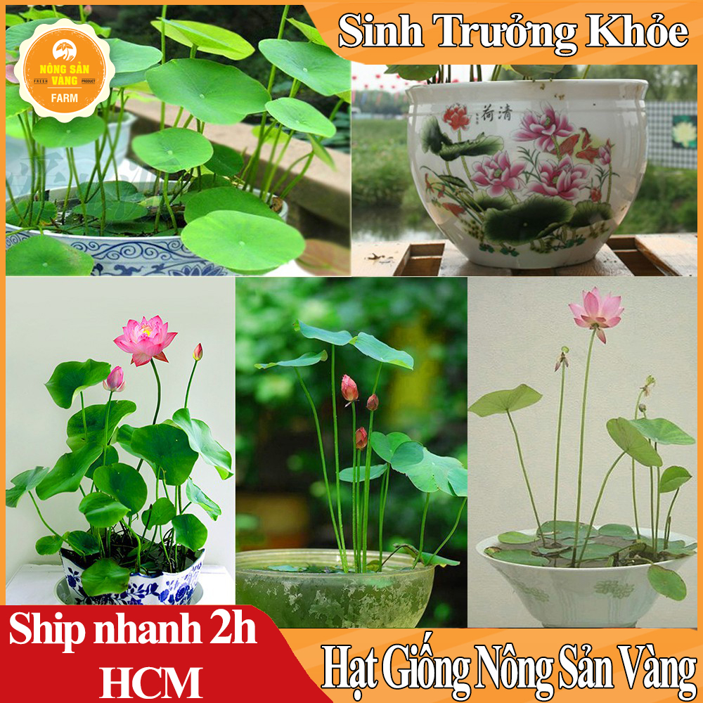 Hạt giống Hoa Sen Mini Nhật, Trồng Trong Chậu nuôi Cá Làm Phong Thủy Tuyệt Đẹp (Màu Ngẫu Nhiên) - Nông Sản Vàng