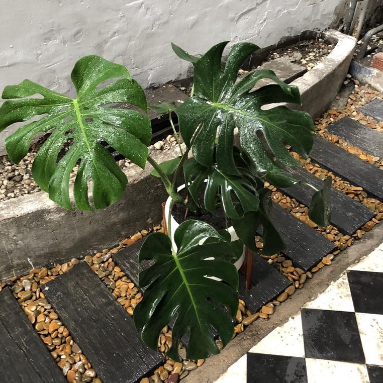 Cây Monstera Deliciosa Trầu Bà Lá Xẻ