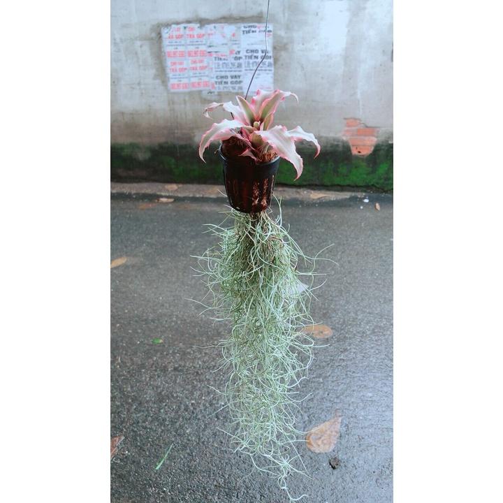 Cây Dứa Đuôi Phụng Kiểng