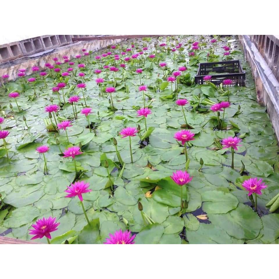 2 cây hoa súng thái lan đủ màu