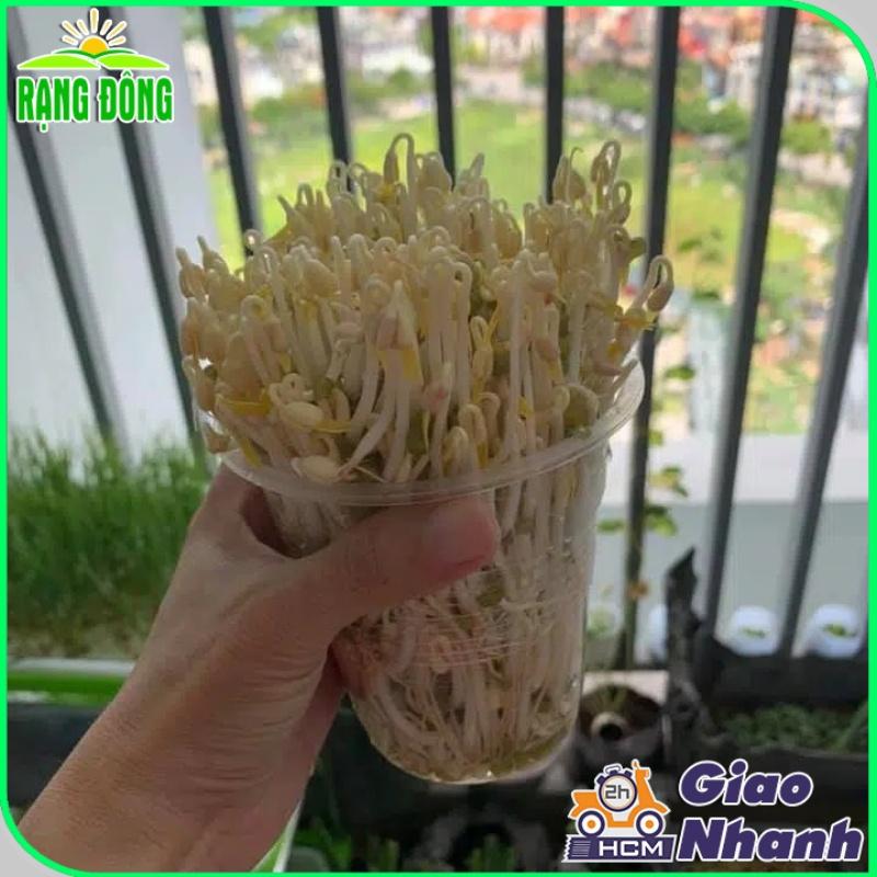 Hạt giống Rau Mầm Giá Đậu Xanh Dễ Trồng, Thu Hoạch Nhanh - Hạt Giống Rạng Đông