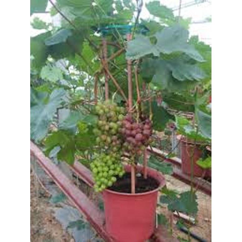 CÂY GIỐNG NHO LÙN PHÁP