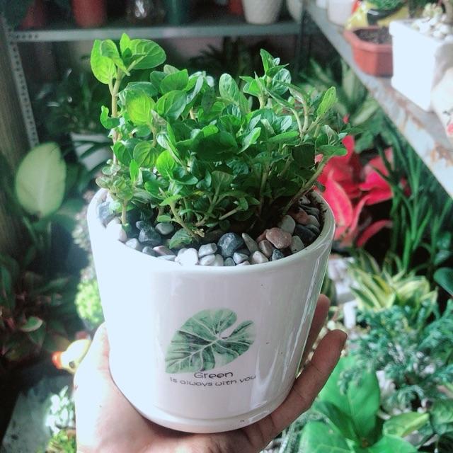 Chậu Cây Bạc Hà Doublemint