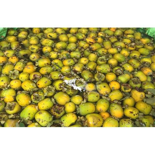 CÂY GIỐNG HỒNG Giòn GIA THANH