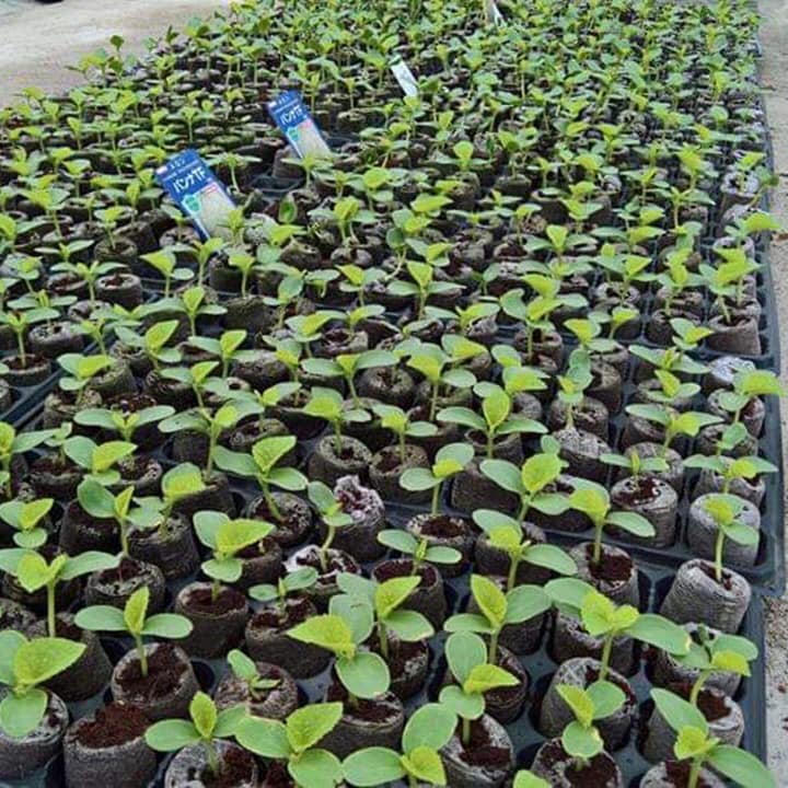 100 Viên Nén Xơ Dừa 10 viên, Tiện Lợi, Tiết Kiệm Thời Gian, Nảy Mầm Tốt Hơn