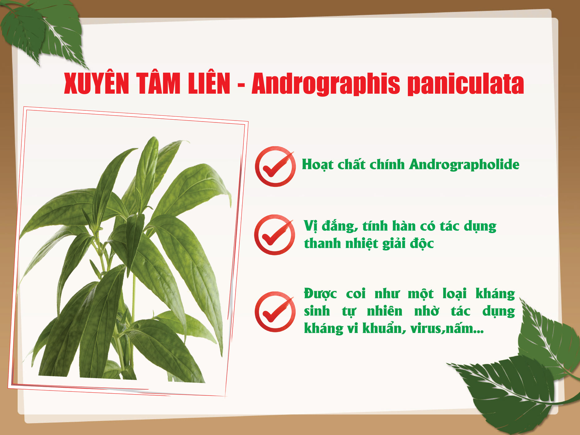 Viên uống KHUNG ĐẢM THẢO Hộp 30 viên - Xuyên tâm liên - Xuyên Khung - Bạch Chỉ - Hổ trợ giảm ho - Đau Rát họng - Giảm cảm cúm
