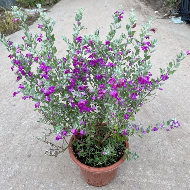 Cây tuyết sơn phi hồ cao 40-45cm, cây hoa cảnh nở quanh năm, trồng trang trí sân vườn, ban công