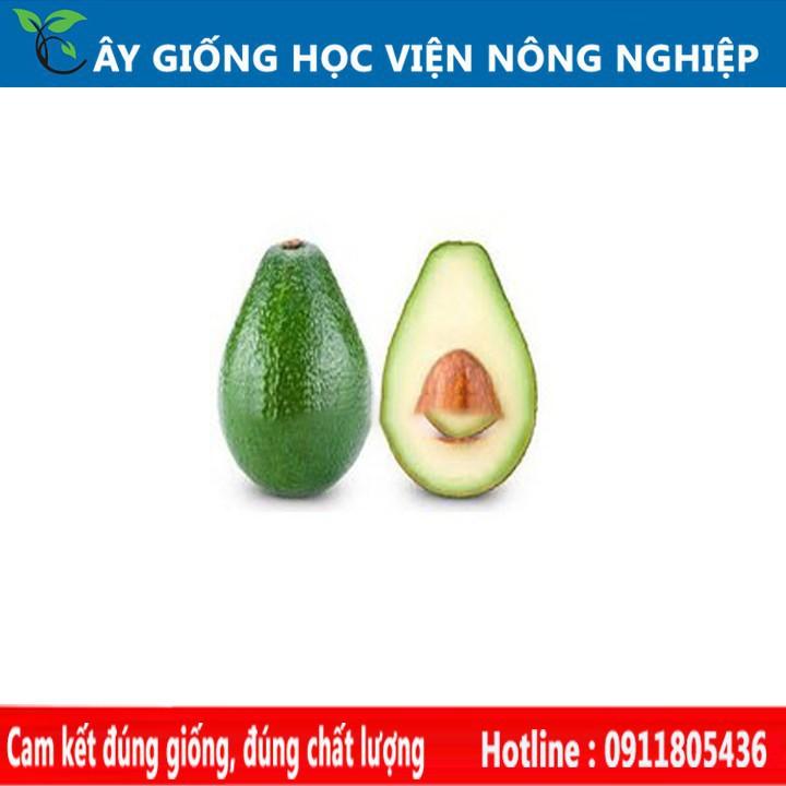 Sản phẩm Cây Ăn Trái cây giống bơ sáp