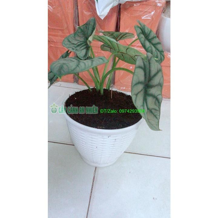 Chậu Môn Rồng Xanh