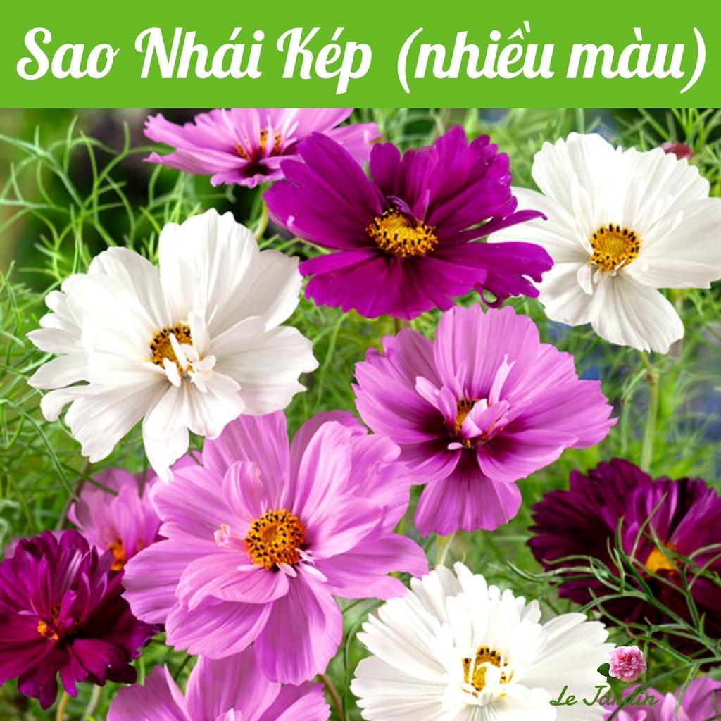 Hạt giống Hoa Sao Nhái mix màu gói 0,1gr - Cánh kép