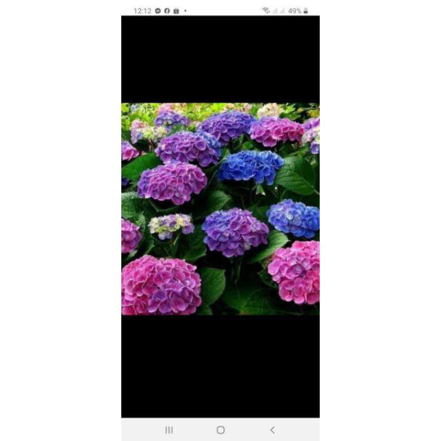 Com bo 2 cây cẩm tú cầu bầu ổn định