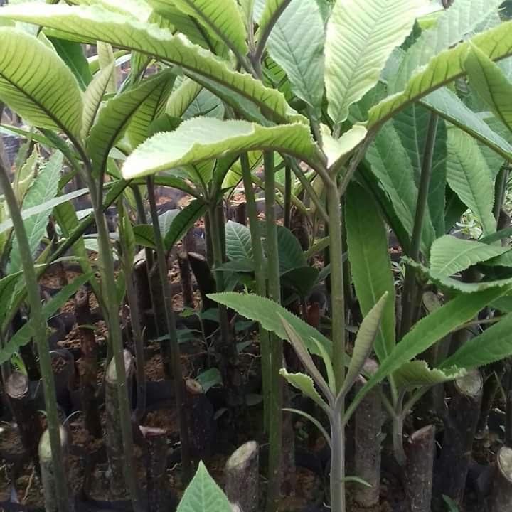 Cây giống cây xăng sê