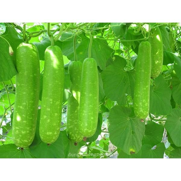 Hạt giống bầu sao F1