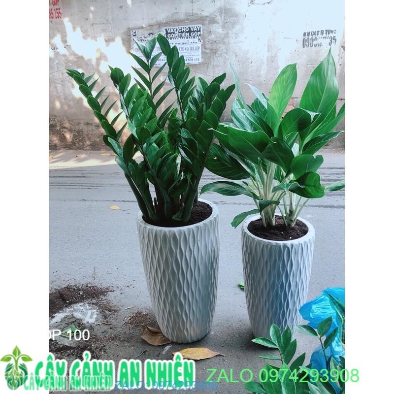 Combo 2 chậu cây cảnh
