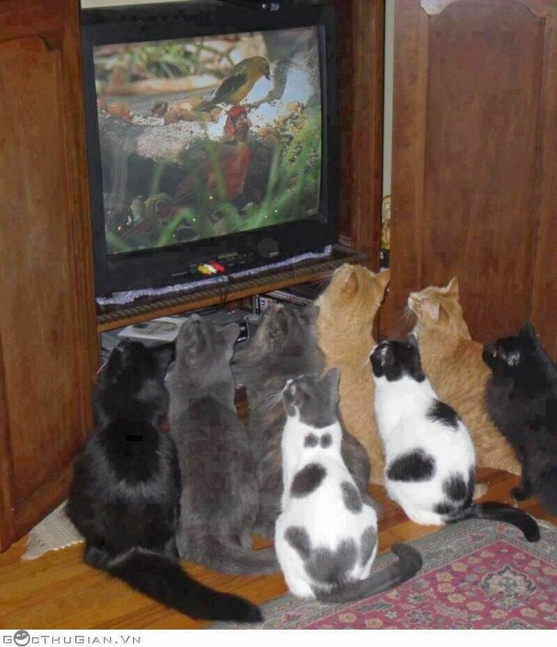 hình ảnh hài hước new chapter 27 23