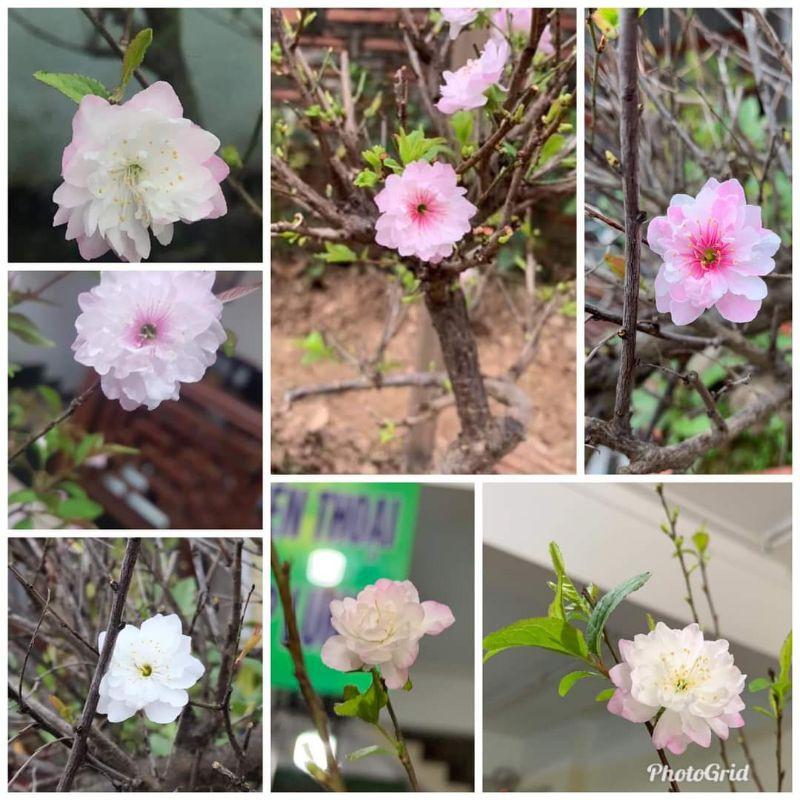 Cây giống nhất chi mai cao 15cm